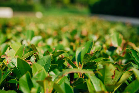 A green bush for a decorative park or garden in the form of a wall. Close-up of leaves. Bright sunny...