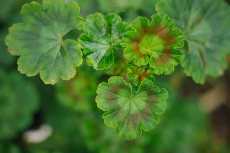 Green leaves of a geranium flower close-up. Juicy greens. A houseplant. Texture and natural...