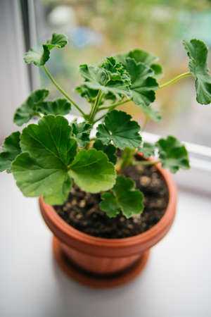 A geranium flower in a pot stands on the window. Juicy greens. Care of a houseplant.