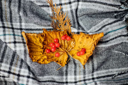 Autumn leaves and viburnum berries lie on a soft plaid scarf. Soft gray fabric. The concept of comfort and warmth in a cold autumn.の写真素材