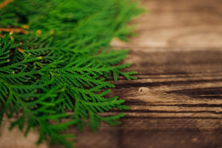 Fluffy green branches of the thuja tree on the brown surface of wooden boards. Christmas and New...