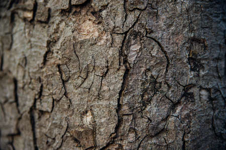 The texture of the tree bark. Tree in the park close-up. Relief texture and background. Forest and nature.の写真素材