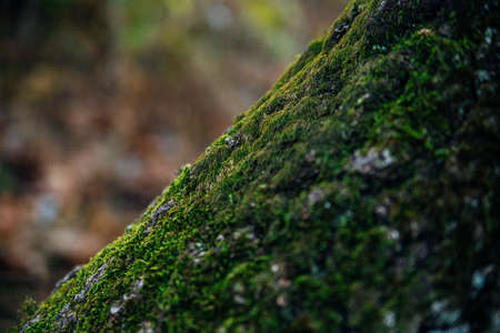 Green moss grows on the bark of a tree. Tree in the park close-up. Relief texture and background. Forest and nature.の写真素材