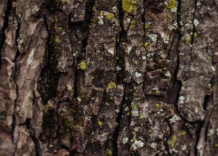 The texture of the tree bark. Tree in the park close-up. Relief texture and background. Forest and...