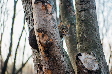 A tabby cat climbed a tall tree in the park. Cold autumn season. A pet.の写真素材