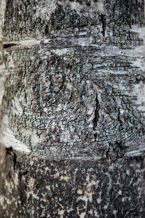 The texture of the tree bark. Tree in the park close-up. Relief texture and background. Forest and nature.の写真素材