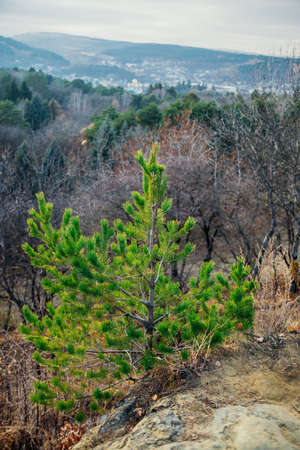 A small fir tree grows in the park. Fluffy green branches. A young plant. Landscaping of the territory. Taking care of the environment.の写真素材