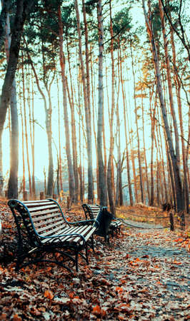 A wooden bench stands in the city park. An empty bench among coniferous trees.の写真素材