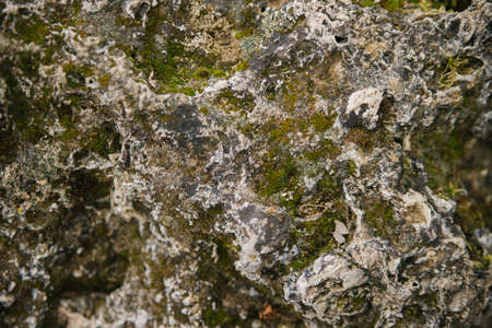 The texture of a stone overgrown with moss. A rock in the forest or in the park. Natural background.の写真素材