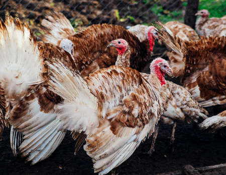 A few turkeys are walking around the yard. Rural area. Variegated, multicolored feathers.Turkeys in the barn go and eat. Agriculture in the village.の写真素材