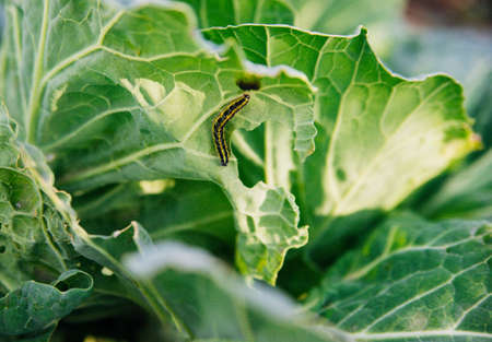 A striped little caterpillar sits on a cabbage leaf. Insect pest. Autumn harvest. Green vegetable.の写真素材