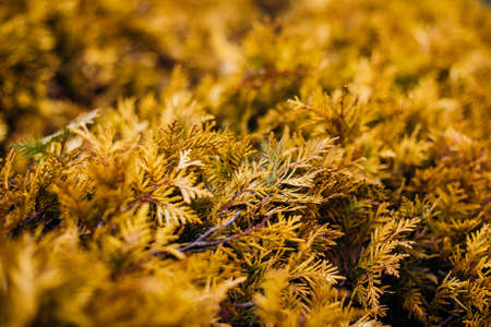 Natural background of yellow thuja leaves. Beautiful leaf texture. Blur in the background. Autumn season.の写真素材