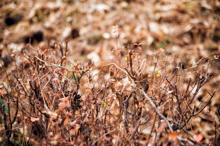 Hedge-shaped bushes in the park. Autumn season, Branches without leaves. Natural background. Blur in the background.の写真素材