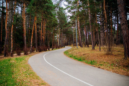Paved winding road going into the forest. City park. Tall coniferous trees. Mountainous terrain, fresh air. Tourism and recreation.の写真素材