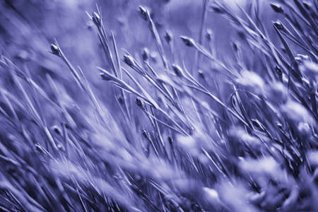 The color of 2022. Abstract background painted in a fashionable color. The sun's rays fall on the lush grass.の写真素材