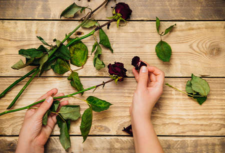 Women's hands hold dry roses on a wooden background. Compilation of herbarium. Dried flowers. The...