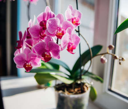 Pink flower and leaves of the phalaenopsis orchid in a flower pot on the windowsill in the house. Care of a houseplant. Home garden. Room interior decoration.の写真素材