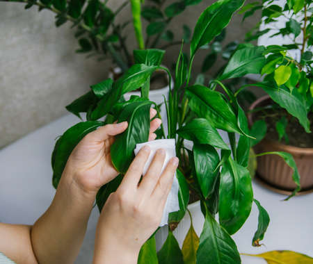 A woman wiping household dust from the leaves of houseplants with a soft cloth. The concept of...