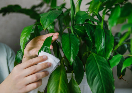 A woman wiping household dust from the leaves of houseplants with a soft cloth. The concept of caring for indoor plants. Spathiphyllum in a white pot. A popular flower for the home.の写真素材
