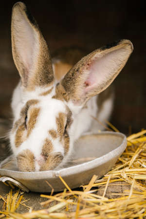 A white rabbit with brown spots is sitting in a cage. Winter time of the year. farming.