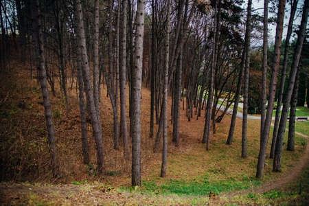 Tall pines in the park in autumn. Forest or coniferous grove. natural background.