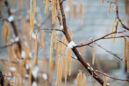 Selective focus on hazel catkins on a tree branch covered with snow and ice. Forest in winter, frost...