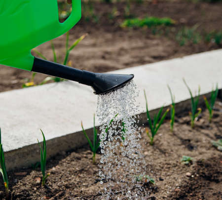 Watering green garlic and strawberries in the beds from a watering can. The concept of agriculture...