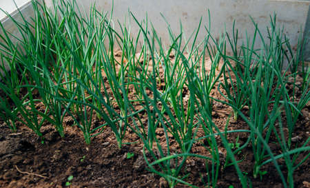 Green onion feathers grow in the garden. spring gardening season. agricultural industry. Fresh herbs...