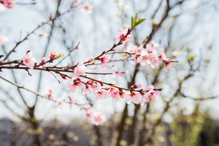 Selective focus of beautiful branches, pink blooming peach or apricot on a tree under a blue sky,...