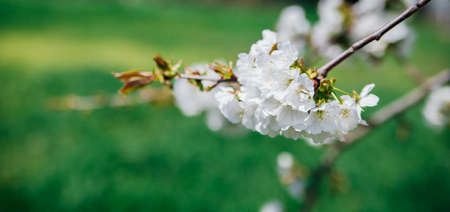 Selective focus of beautiful cherry blossom branches on a background of green grass. Beautiful...