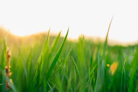 Background of green grass at sunset . Abstract background.Texture. Space for text.