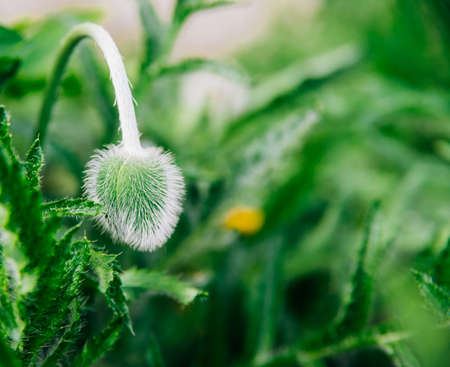 Delicate fluffy poppy buds in a field in nature. Dark leaves green, and a prickly bud. Space for...