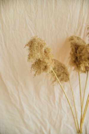Reeds on a beige background.Fluffy pompa grass. Background of reed panicles.の写真素材
