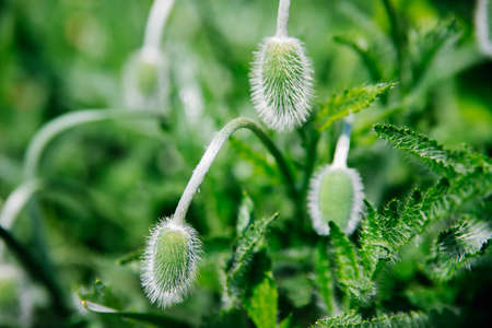Delicate fluffy poppy buds in a field in nature. Dark leaves green, and a prickly bud. Space for...