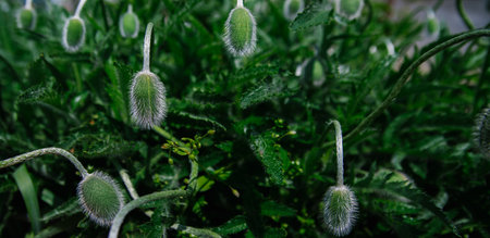 Delicate fluffy poppy buds in a field in nature. Dark leaves green, and a prickly bud. Space for text. The bush grows in a garden or park.の写真素材