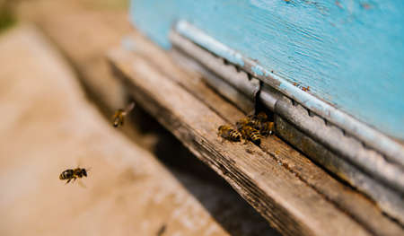 Many bees return to the hive and enter the hive with the collected flower nectar and flower pollen....