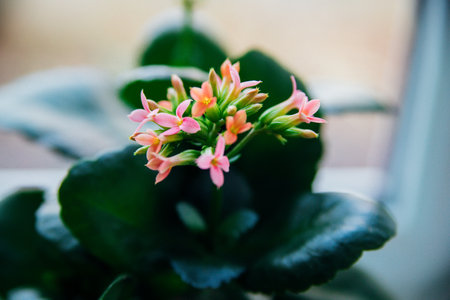 Juicy green kalanchoe bush. The houseplant has small pink flowers. gardening. flowers close-up.の写真素材