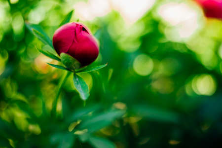 Close-up of a budding pink peony. green natural background. beautiful bokeh.の写真素材