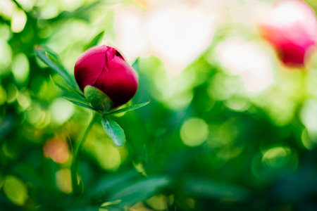 Close-up of a budding pink peony. green natural background. beautiful bokeh.の写真素材