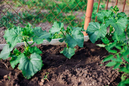 Cucumber vine with ovaries in the garden. Ripening cucumbers in the garden in the sun outdoors. agricultural industry. An organic product. farming.の写真素材