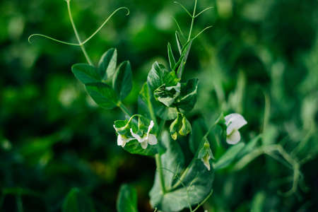 Green pea sprouts. Green peas in the field. Close-up of leaves and flowers. agricultural industry. An organic product.の写真素材
