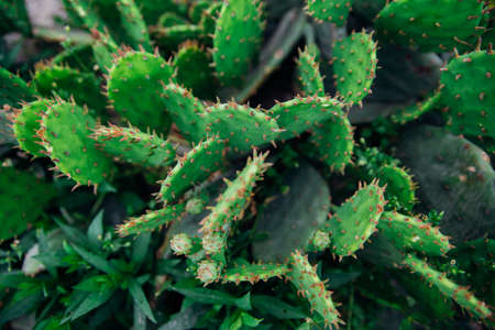 Background of a green flat cactus. sticky leaves. The texture of an exotic plant. A flower on a flower bed in the garden.の写真素材