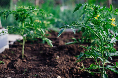 Young tomatoes in the garden. Tomato bushes are blooming. Growing vegetables in rural areas. Care and treatment of plants. Future harvest.の写真素材