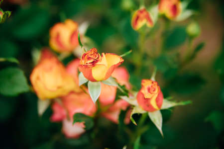A yellow garden rose on a bush in a summer garden. Juicy bright greenery, blurred background. beauty is in nature. rosebuds.の写真素材