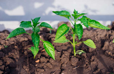 Young pepper in the garden. Bulgarian pepper bushes. Growing vegetables in rural areas. Care and treatment of plants. Future harvest.の写真素材