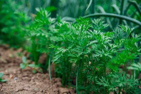 Young carrots in the garden. Carrot bushes planted in a row. Growing vegetables in rural areas. Care...