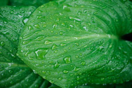 Background of green leaves of a lily flower. The texture of wet leaves in the rain. Juicy bright foliage.の写真素材