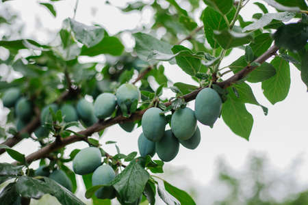 Immature green plumes on the branches of trees in the orchard, close-up view. Cultivation of agricultural plants, fresh fruits. The concept of agribusiness and food production.の写真素材