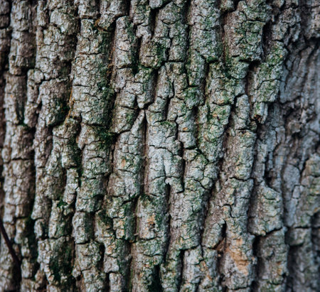 The texture of the tree bark. Tree in the park close-up. Relief texture and background.