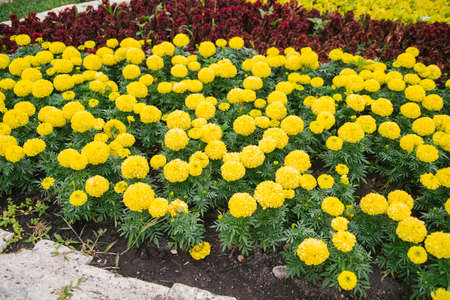 Beautiful yellow flowers on a flower bed in a city park. Marigold flowers grow close to each other. Landscaping of the territory. natural background.の写真素材
